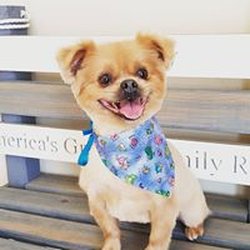 Bonnies Doggie Haven