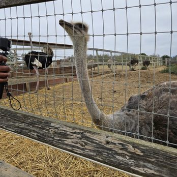 Ostrichland USA - Attraction Farms Near Me - Solvang, California Ostrichland USA - Attraction Farms Near Me - Solvang, California