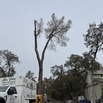 Alta Vista Landscaping and Tree Service - Tree 3/4 down - Landscaping Near Me - Placerville, California
