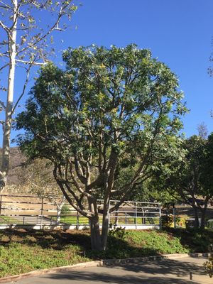 Tree Pruning - Call 818-340-1820 to schedule your free tree trimming estimate.