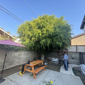 OFF-CZN - Ficus tree trimming - Movers Near Me OFF-CZN - Ficus tree trimming - Movers Near Me
