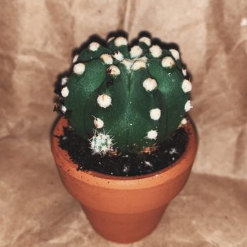 Pueblo - Enchinopsis Subdenuta - Nurseries & Gardening Near Me - Phoenix, Arizona