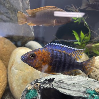 Kern Koi & Pond Services - Red shoulder peacock (Aulonocara hansbaenschi) - Aquarium Services Near Me - Bakersfield, California