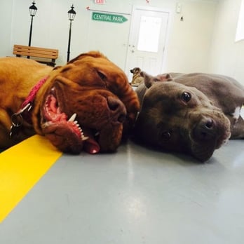 The Dog District - Pet Training Near Me - Darien, Illinois