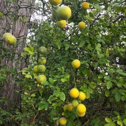 Old Calvary Hill Cemetery - Trifoliate orange-I looked it up A citrus from China! They are everywhere out here