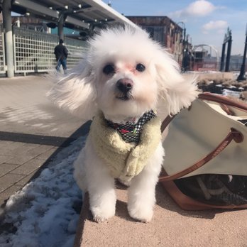 Be Happy Dog - Maltipoo - Pet Groomers Near Me - Hoboken, New Jersey Be Happy Dog - Maltipoo - Pet Groomers Near Me - Hoboken, New Jersey