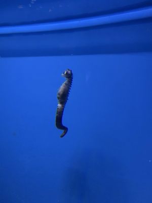 ABQ BioPark Aquarium by null