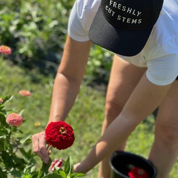 Freshly Cut Stems - Pick Your Own Farms Near Me - Van Alstyne, Texas Freshly Cut Stems - Pick Your Own Farms Near Me - Van Alstyne, Texas