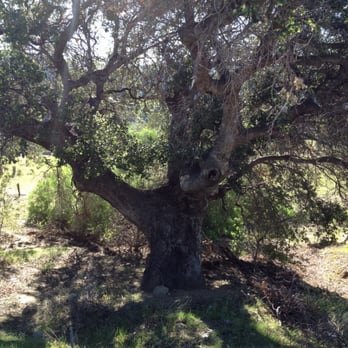 Hummingbird Trail - Shady tree near the trailhead - Hiking Near Me - Simi Valley, California