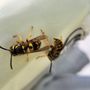 Photo of All Access Pest Control