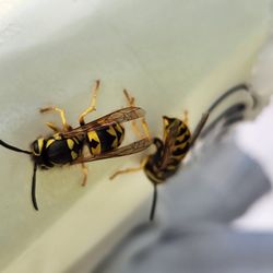 All Access Pest Control