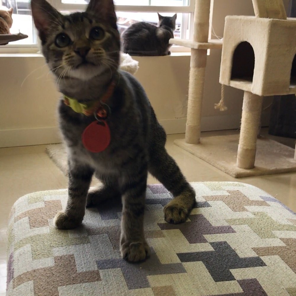 Catnip Cat Cafe - Obi Wan again - Pet Adoption Near Me - Norfolk, Virginia Catnip Cat Cafe - Obi Wan again - Pet Adoption Near Me - Norfolk, Virginia