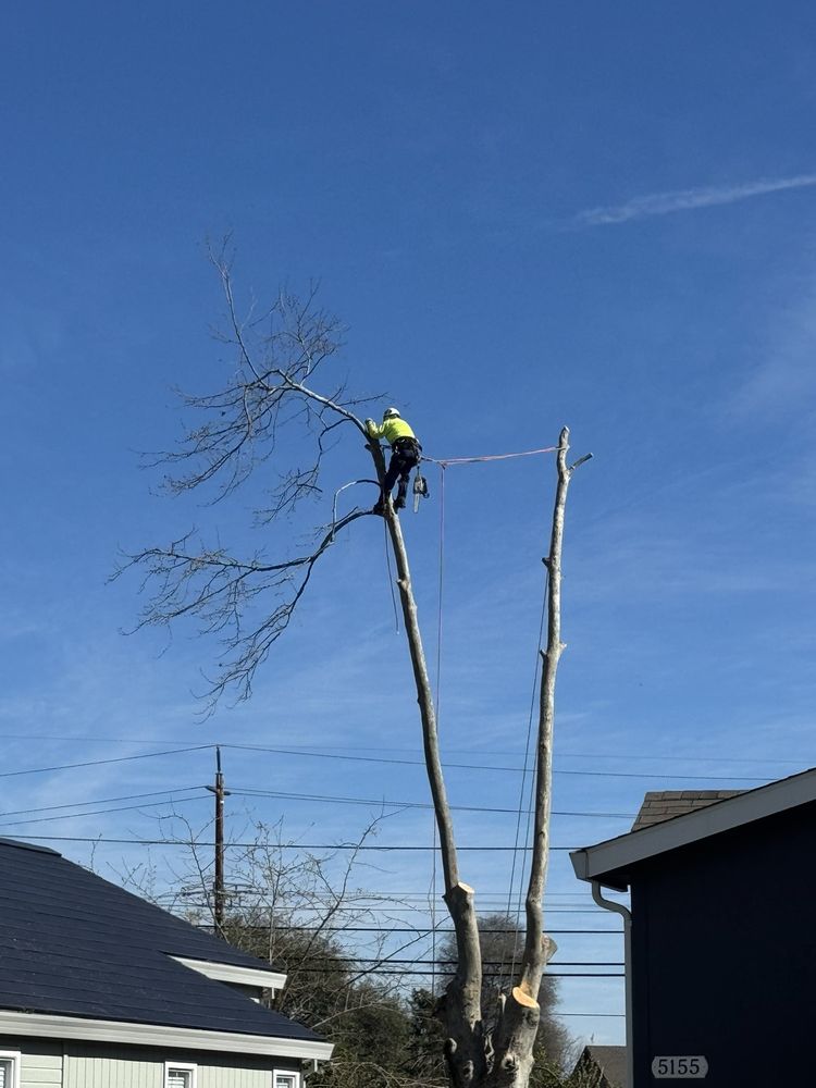 Bud's Tri-County Tree Services - tree service in West Sacramento, CA