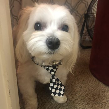 Paws For Effect - Luca after first groom with Tracy !! So handsome. - Pet Groomers Near Me - Georgetown, Texas