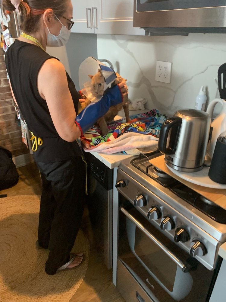 SPIFFY KITTY CAT GROOMING Updated October 2024 12 Photos & 15