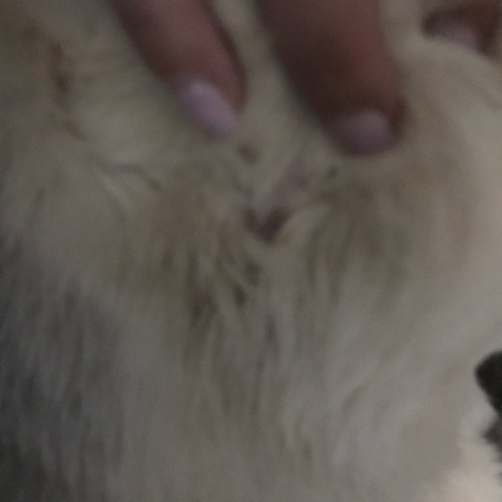 Camp Bow Wow Coppell - A gash under his fur from the dogs playing so rough - Pet Sitting Near Me - Coppell, Texas