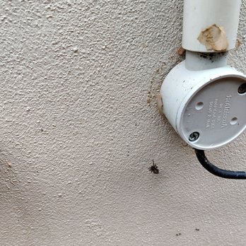 Cotswold Pest Services - Pest Control Near Me Cotswold Pest Services - Pest Control Near Me