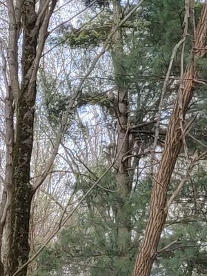 Ohio Bird Sanctuary by null