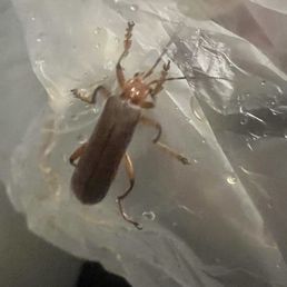 BEETLE BEETLE