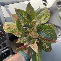 Not too sure of the name, but beautiful plant