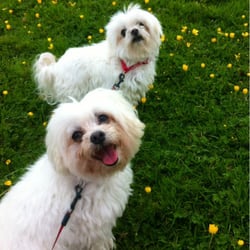 Little Rangitoto Reserve - Happy dogs!