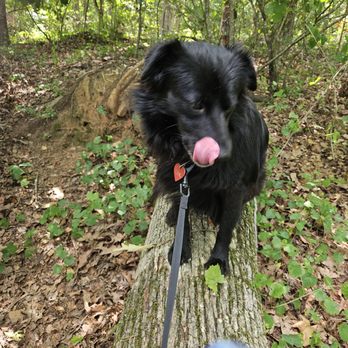 Georgia Paws And Claws - Dog Walkers Near Me - Gainesville, Georgia Georgia Paws And Claws - Dog Walkers Near Me - Gainesville, Georgia