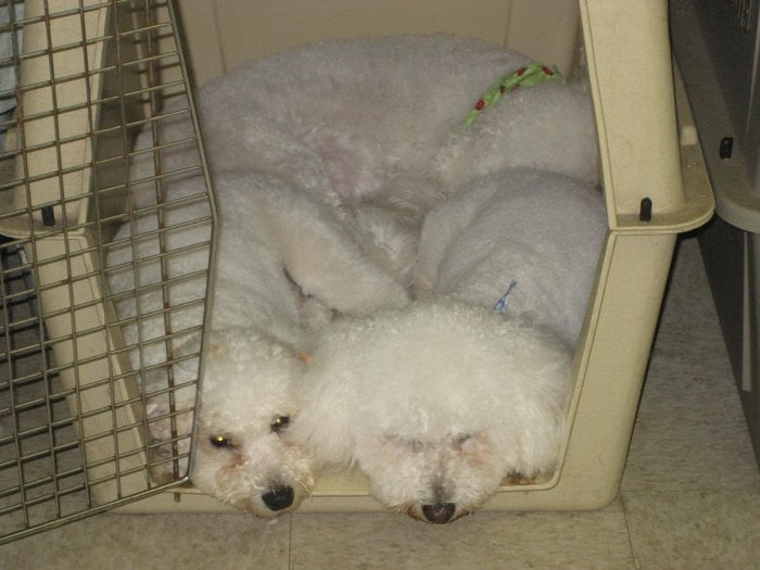 KELLY’S UNDERGROUND DOG GROOMING - 248B W Newton St, Boston, Massachusetts - 18 Photos &amp; 71