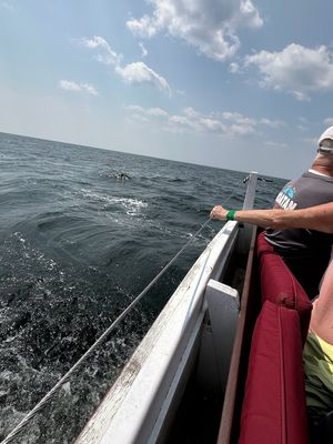 Rugosa Lobster Tours by null