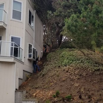 Hummingbird Tree Service - During - Landscaping Near Me - San Bruno, California