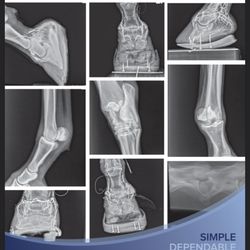 Massie Equine Veterinary Clinic & Healing Center  - We use VetRay X-ray technology.