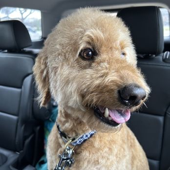 PCoCo Dog Grooming - Right after a grooming - Pet Groomers Near Me - Coppell, Texas PCoCo Dog Grooming - Right after a grooming - Pet Groomers Near Me - Coppell, Texas
