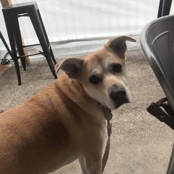 U-Neek And Crucible Brewing - Doggo friendly - Brewpubs Near Me - Everett, Washington U-Neek And Crucible Brewing - Doggo friendly - Brewpubs Near Me - Everett, Washington