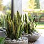 Photo of Aura Plantscapes & Design