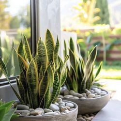 Aura Plantscapes & Design - Snake plants (Sansevierias) have a beautiful modern look both indoors and outdoors.