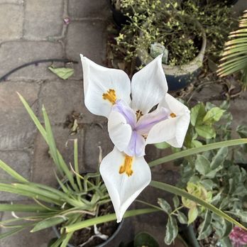 Star Nursery - Butterfly Iris - Nurseries & Gardening Near Me - Las Vegas, Nevada