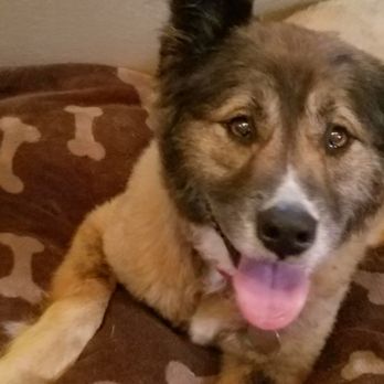 spcaLA - Happy Girl on my bed! - Pet Training Near Me - Long Beach, California