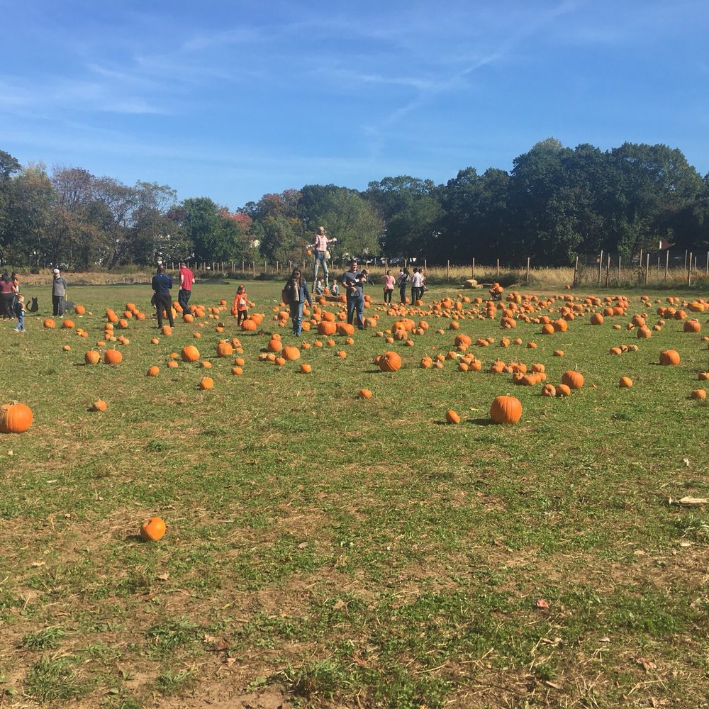 The "pumpkin patch"
