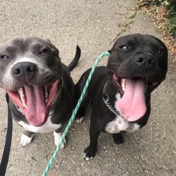 Happy pups