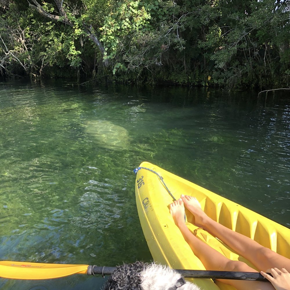 Three Sisters Springs - Manatee - Tours Near Me - Crystal River, Florida Three Sisters Springs - Manatee - Tours Near Me - Crystal River, Florida