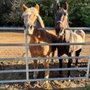 Photo of Watchung Stable