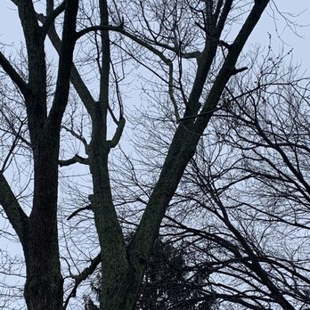 Calixto Landscaping - Before pruning - Tree Services Near Me - Staten Island, New York Calixto Landscaping - Before pruning - Tree Services Near Me - Staten Island, New York