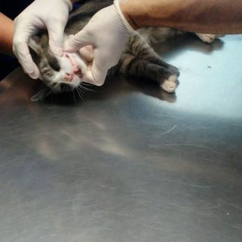Better Lives Animal Hospital - Examination of feral cat (that I thought was someone's lost pet) Great level of care! - Veterinarians Near Me - Red Hook, New York Better Lives Animal Hospital - Examination of feral cat (that I thought was someone's lost pet) Great level of care! - Veterinarians Near Me - Red Hook, New York