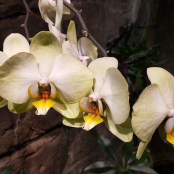 Blossoms of Light - Botanical Gardens Near Me - Denver, Colorado