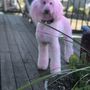 The Pink Poodle Grooming Salon