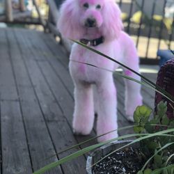 The Pink Poodle Grooming Salon