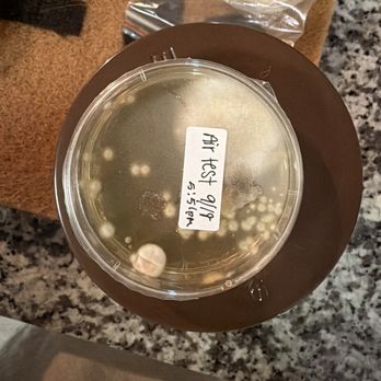 Bexley 3Five - At home Mold dish test result - Apartments Near Me - Austin, Texas