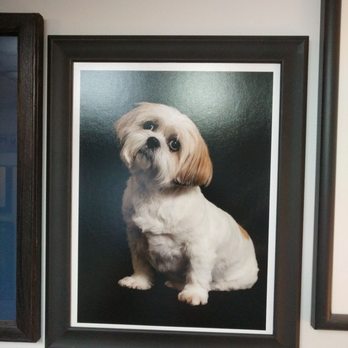 Top Dogs & Clever Cats - Pet Photography Near Me Top Dogs & Clever Cats - Pet Photography Near Me