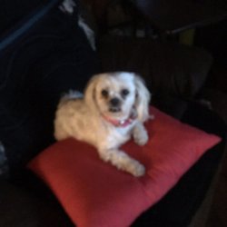 Sadie's Gifts & Airbrush Guys - The Boss!!!! If Sadie is not happy no one's happy!!