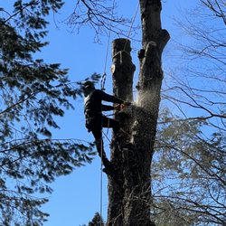 Genesis Tree Service & Landscaping