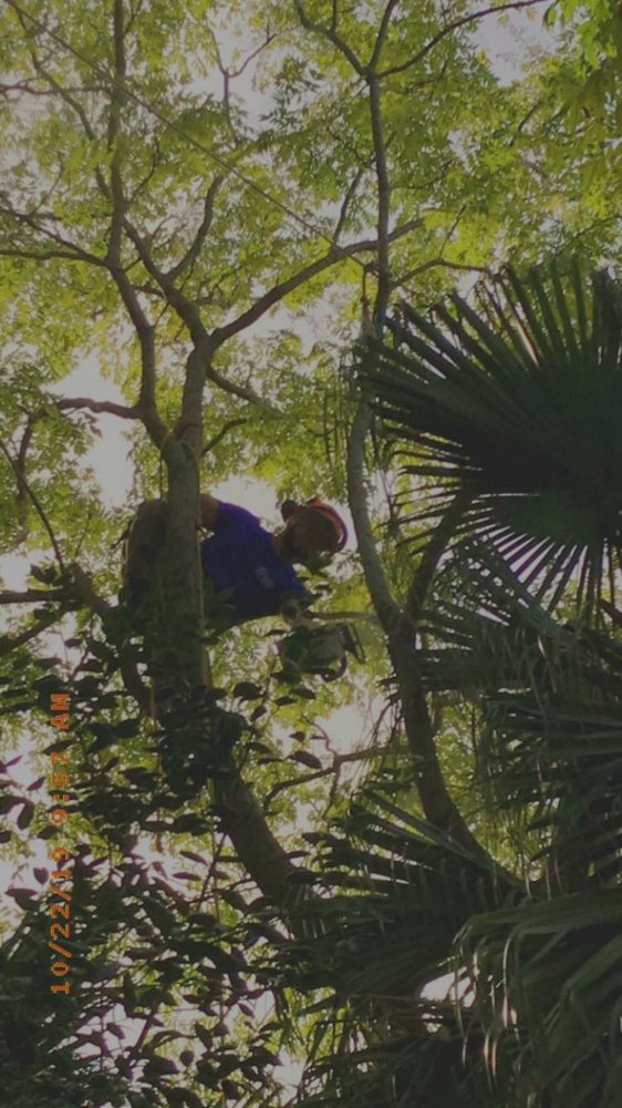 L&B Professional Tree Services - tree service in Gretna, LA